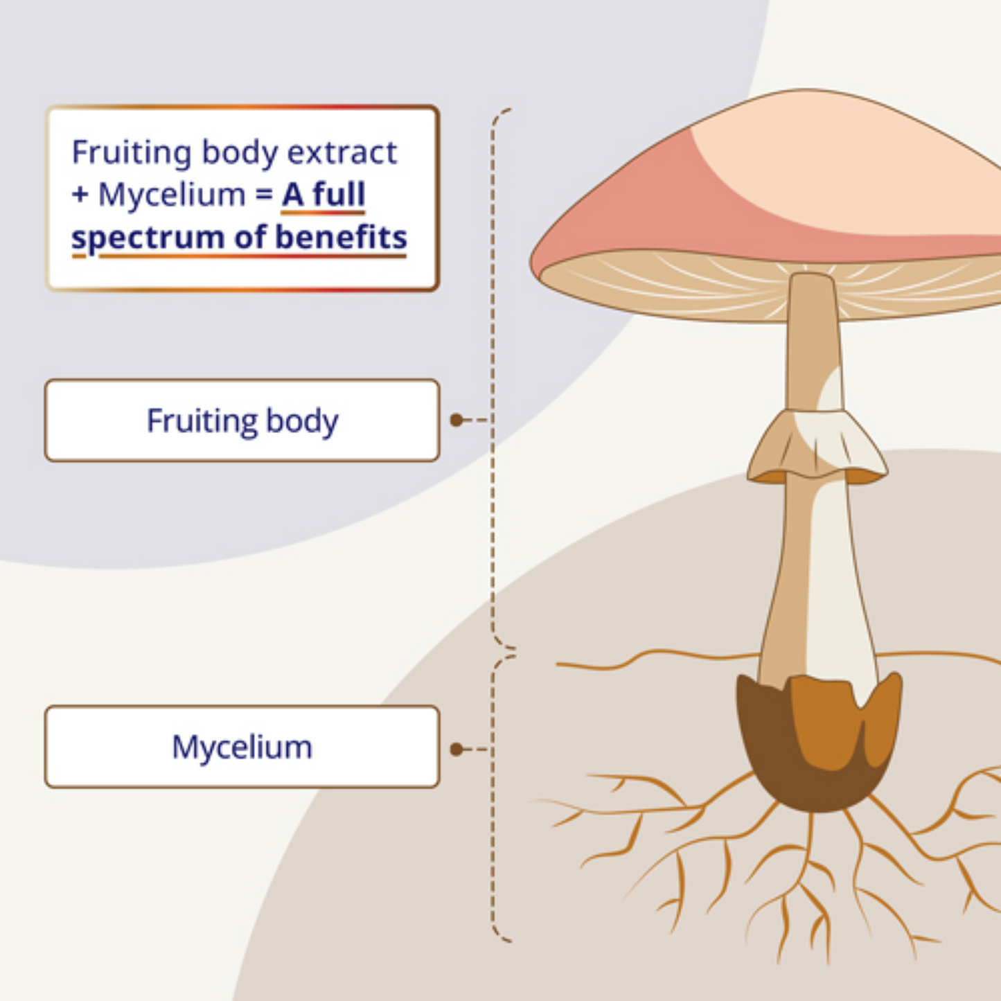 CanPrev Multi-Mushroom Full Spectrum